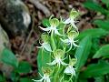 Spider Habenaria